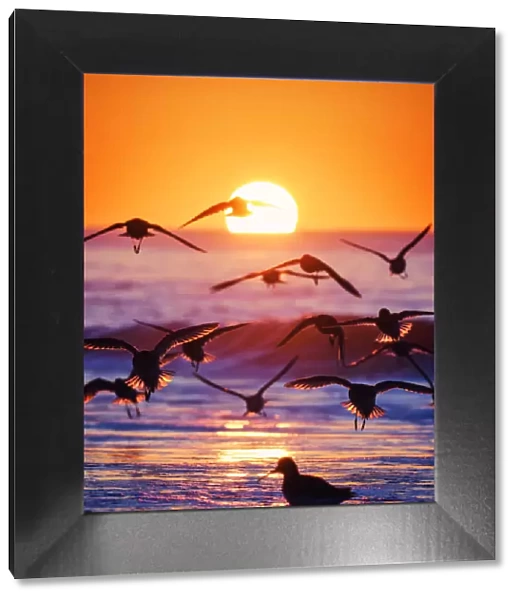 Backlit Birds Against the Sunrise at Jones Beach, Long Island
