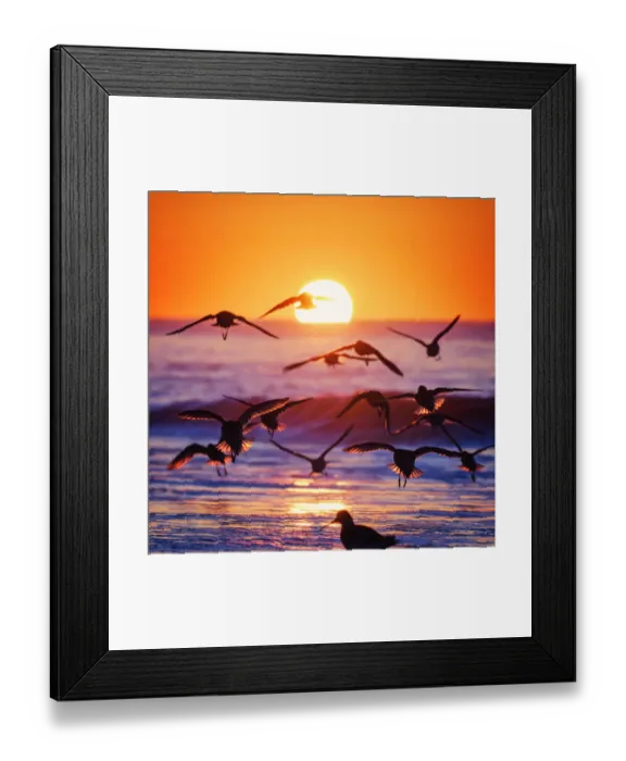 Framed Print : Backlit Birds Against the Sunrise at Jones Beach, Long Island Framed Print : Backlit Birds Against the Sunrise at Jones Beach, Long Island