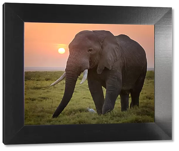 Sunrise and Elephant Grazing at Amboseli, Kenya