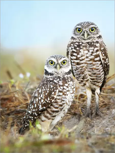 Pair of Burrowing Owls (Athene cunicularia) Standing Outside Their Nest at Cape Coral