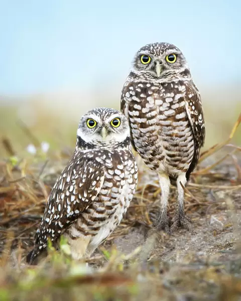 Pair of Burrowing Owls (Athene cunicularia) Standing Outside Their Nest at Cape Coral
