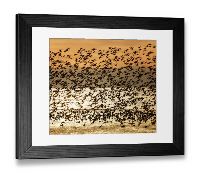 Framed Print : Large Flock of Dunlin Against Sunrise at Jones Beach