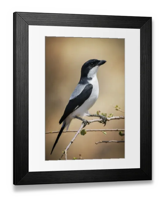 Framed Print : Beautiful Close Up of a Taita Fiscal Shrike Bird Against Golden Background at Samburu Framed Print : Beautiful Close Up of a Taita Fiscal Shrike Bird Against Golden Background at Samburu