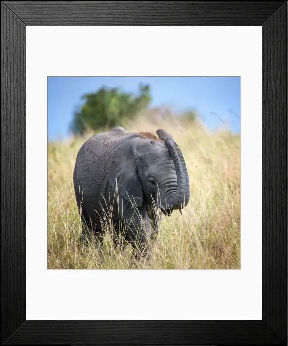 Framed Print : Cute Young Elephant Blowing Dust