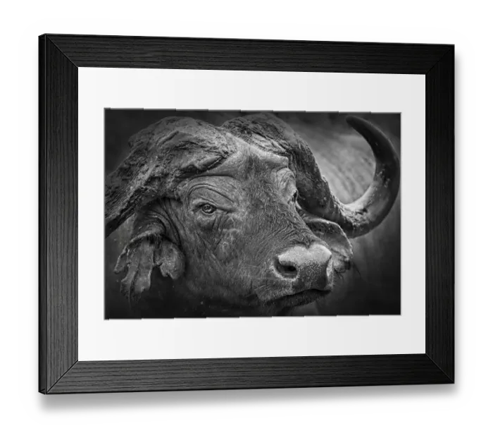 Framed Print : Close Up of Cape Buffalo Head at Aberdare Park in Kenya Framed Print : Close Up of Cape Buffalo Head at Aberdare Park in Kenya
