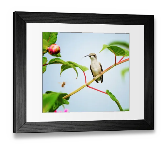 Framed Print : Ruby Throated Hummingbird perched on Vine Framed Print : Ruby Throated Hummingbird perched on Vine