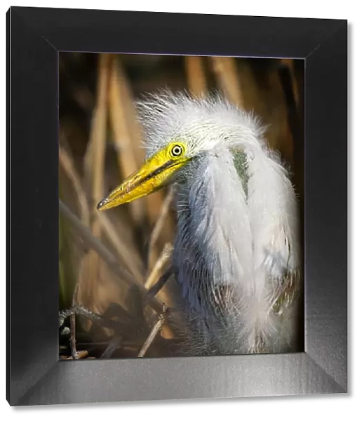 Portrait of a Great Egret Chick Looking Back on Long Island