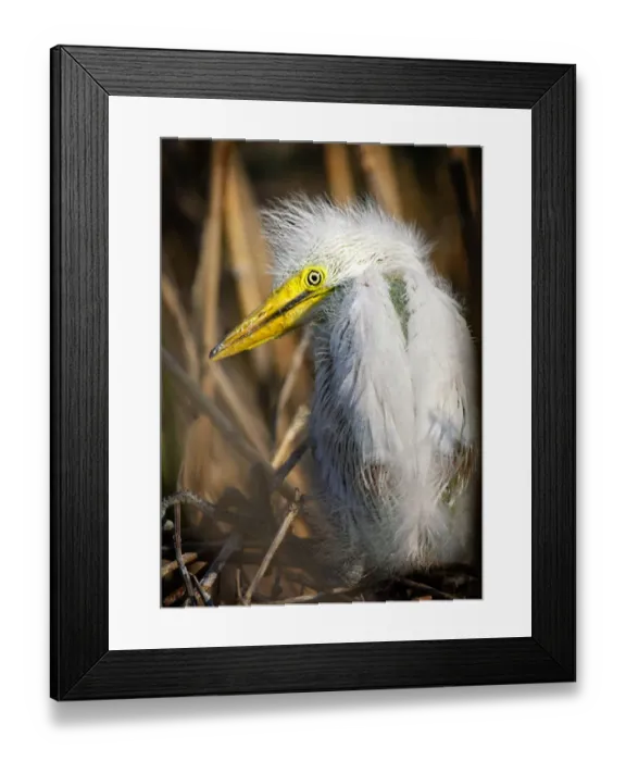 Framed Print : Portrait of a Great Egret Chick Looking Back on Long Island Framed Print : Portrait of a Great Egret Chick Looking Back on Long Island