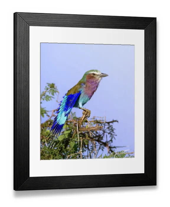 Framed Print : Vertical of Beautiful Lilac Breasted Roller Against Blue Sky at Samburu, Kenya Framed Print : Vertical of Beautiful Lilac Breasted Roller Against Blue Sky at Samburu, Kenya
