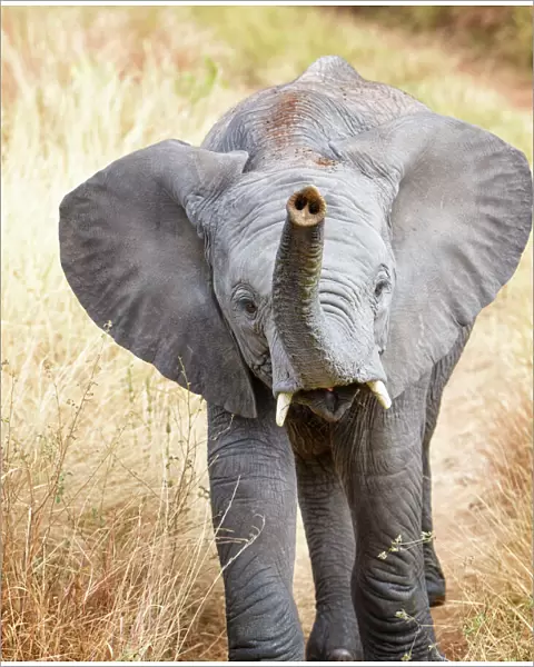 Close up of Young African Elephant with Trunk up in Tarangire National Park, Tanzania
