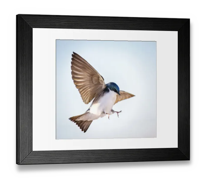 Framed Print : Tree Swallow Dramatic Landing Action at Jones Beach, Long Island