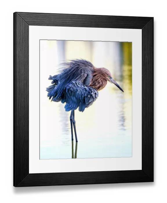 Framed Print : Portrait of a Fluffy Reddish Egret at Fort Myers Beach Framed Print : Portrait of a Fluffy Reddish Egret at Fort Myers Beach