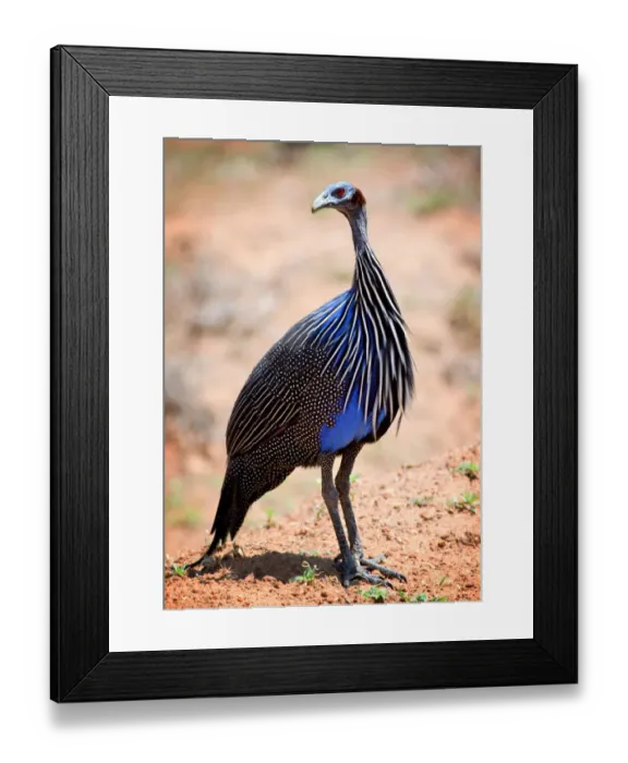 Framed Print : Portrait of a Vibrant Colored Vulturine Guinea Fowl Framed Print : Portrait of a Vibrant Colored Vulturine Guinea Fowl