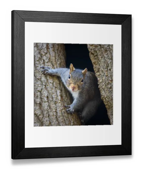Framed Print : Adorable Squirrel Popping Out to Say Hello in Pennsylvania Framed Print : Adorable Squirrel Popping Out to Say Hello in Pennsylvania