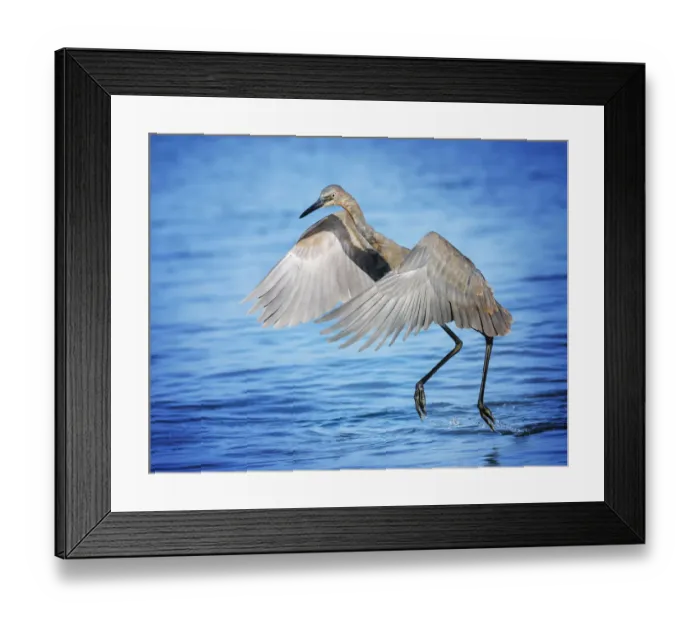 Framed Print : Cute Antics of a Reddish Egret at Fort Myers Beach, Florida Framed Print : Cute Antics of a Reddish Egret at Fort Myers Beach, Florida
