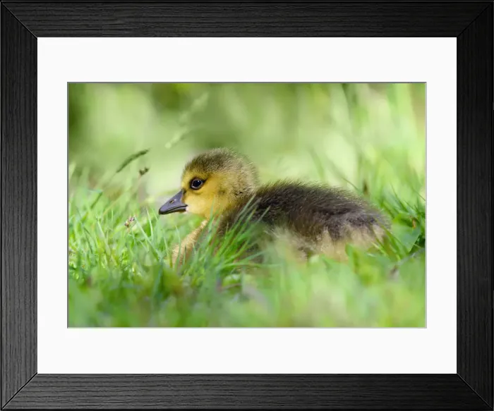 Framed Print : Tiny Canada Goose Baby in Soft Grass