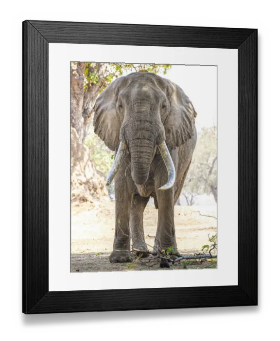 Framed Print : Front View of Huge African Elephant Named Boswell at Mana Pools, Zimbabwe Framed Print : Front View of Huge African Elephant Named Boswell at Mana Pools, Zimbabwe