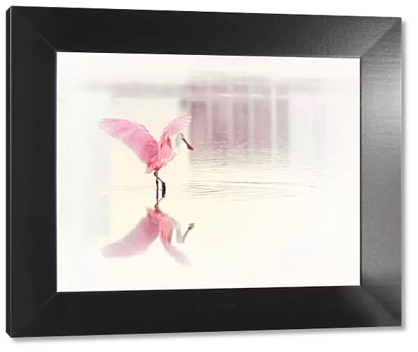 Roseate Spoonbill and Her Reflection
