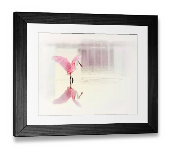 Framed Print : Roseate Spoonbill and Her Reflection Framed Print : Roseate Spoonbill and Her Reflection