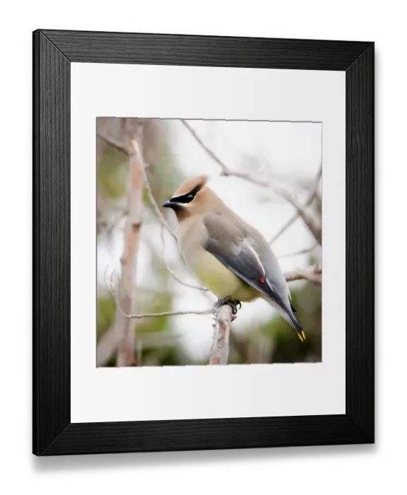 Framed Print : Portrait of a Cedar Waxwing (Bombycilla cedrorum) at Fire Island Lighthouse Framed Print : Portrait of a Cedar Waxwing (Bombycilla cedrorum) at Fire Island Lighthouse