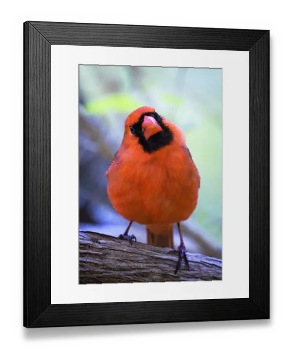 Framed Print : Cute and Curious Northern Cardinal Looking at the Camera Framed Print : Cute and Curious Northern Cardinal Looking at the Camera