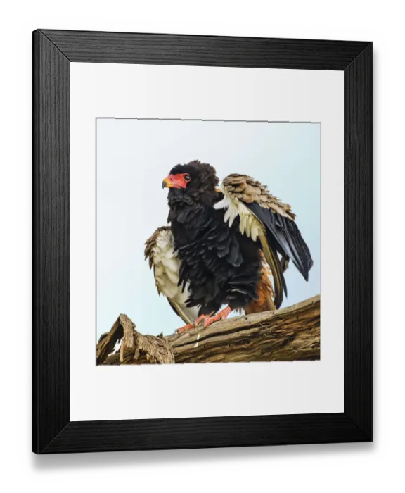 Framed Print : Bateleur Eagle Close Up Fluffing Feathers Against Sky at Samburu, Kenya Framed Print : Bateleur Eagle Close Up Fluffing Feathers Against Sky at Samburu, Kenya