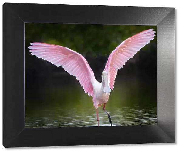 Beautiful Roseate Spoonbill with Wings Lifted at Fort Myers Beach, Florida