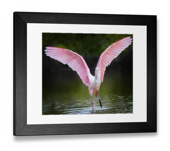 Framed Print : Beautiful Roseate Spoonbill with Wings Lifted at Fort Myers Beach, Florida Framed Print : Beautiful Roseate Spoonbill with Wings Lifted at Fort Myers Beach, Florida