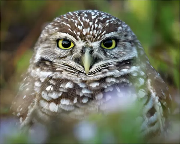 Extreme Close Up of Burrowing Owl