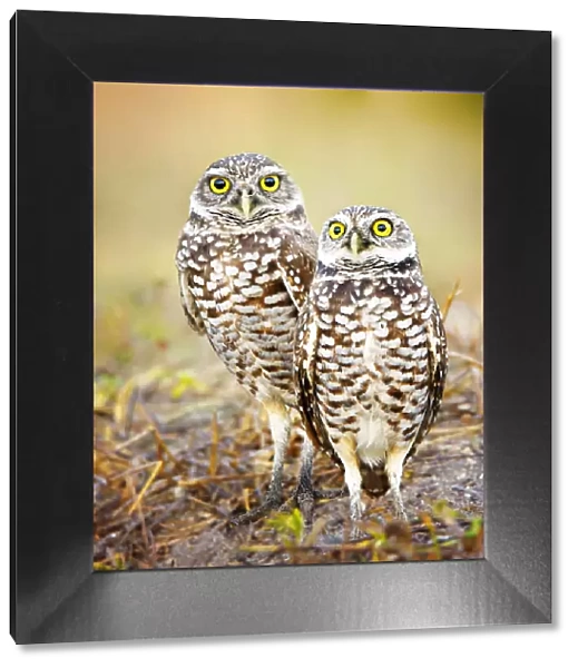 Pair of Burrowing Owls (Athene cunicularia) Standing by Their Nest at Cape Coral, Florida