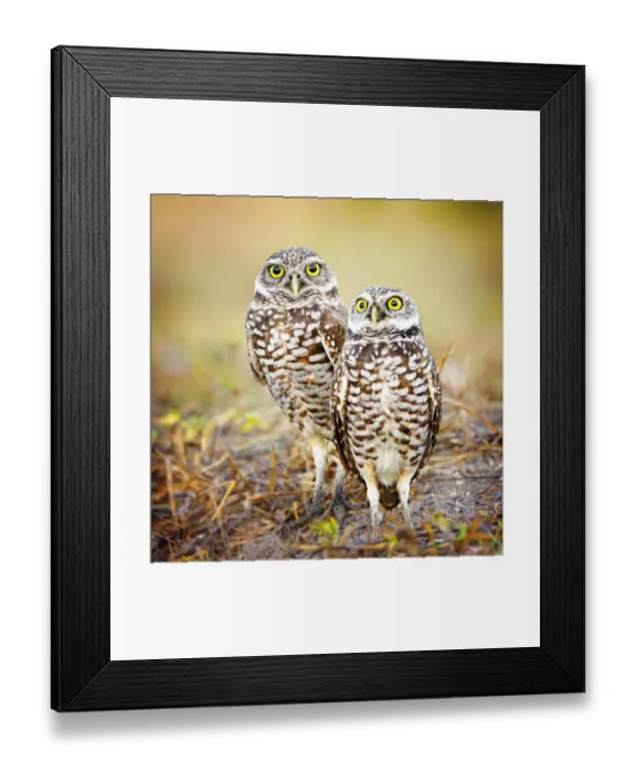 Framed Print : Pair of Burrowing Owls (Athene cunicularia) Standing by Their Nest at Cape Coral, Florida