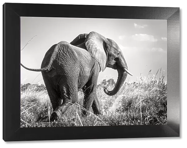 Swinging Tail of African Elephant Along Zambezi River