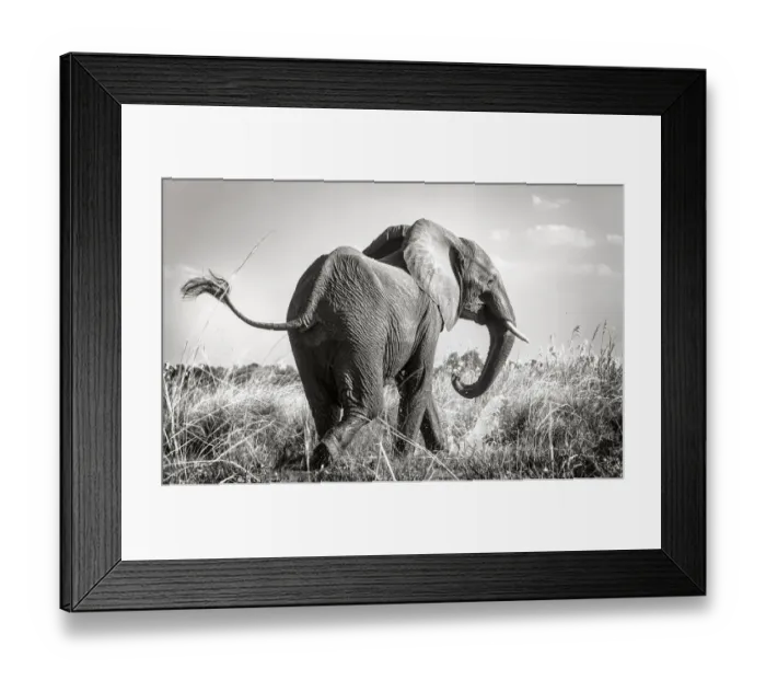 Framed Print : Swinging Tail of African Elephant Along Zambezi River Framed Print : Swinging Tail of African Elephant Along Zambezi River