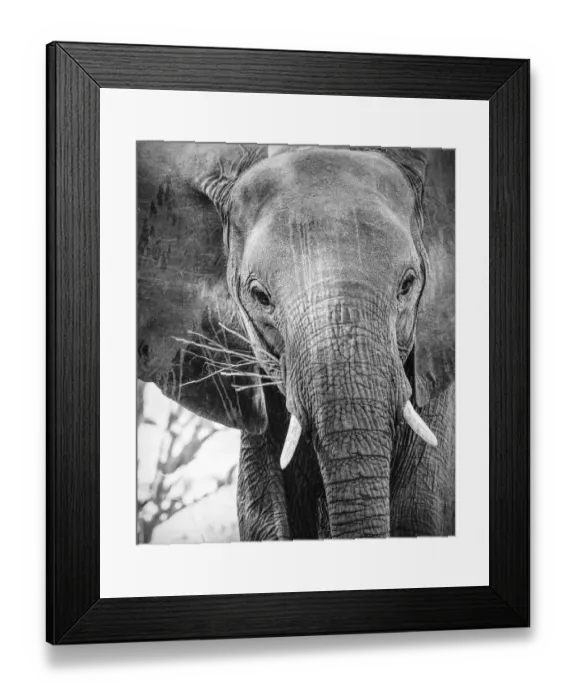 Framed Print : Close Up of African Elephant Face in Black and White at Mana Pools, Zimbabwe Framed Print : Close Up of African Elephant Face in Black and White at Mana Pools, Zimbabwe