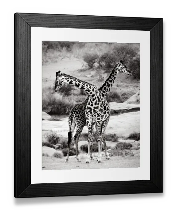 Framed Print : Giraffes Criss-Crossed in Black and White in Masai Mara, Kenya Framed Print : Giraffes Criss-Crossed in Black and White in Masai Mara, Kenya