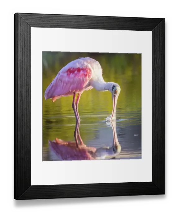 Framed Print : Gorgeous Roseate Spoonbill and Reflection at Fort Myers Beach, Florida Framed Print : Gorgeous Roseate Spoonbill and Reflection at Fort Myers Beach, Florida
