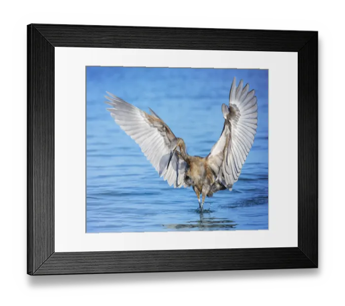 Framed Print : Reddish Egret with Angel Wings at Fort Myers Beach, Florida Framed Print : Reddish Egret with Angel Wings at Fort Myers Beach, Florida