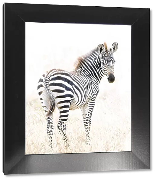 Beautiful Zebra Portrait