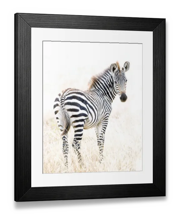 Framed Print : Beautiful Zebra Portrait Framed Print : Beautiful Zebra Portrait