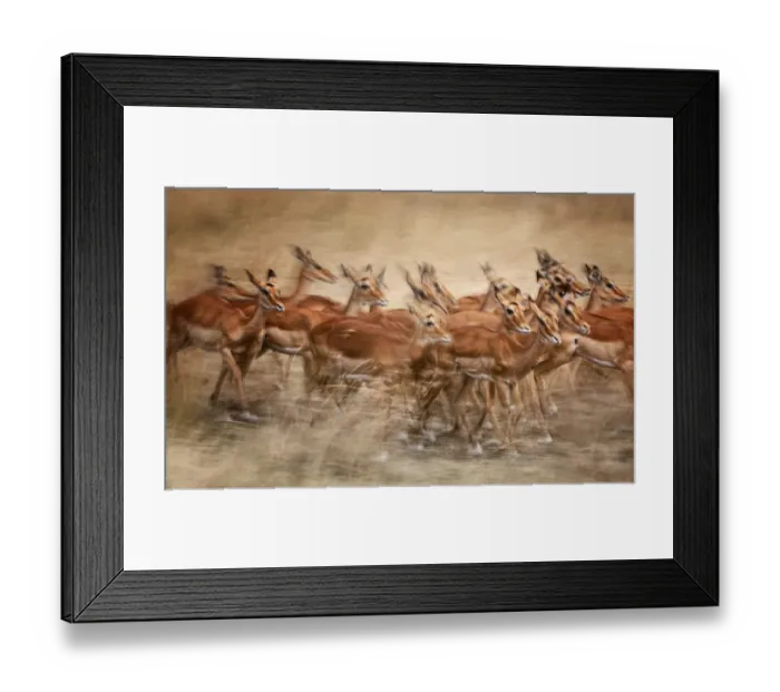 Framed Print : Group of Impala in Motion Blur at Masai Mara, Kenya Framed Print : Group of Impala in Motion Blur at Masai Mara, Kenya