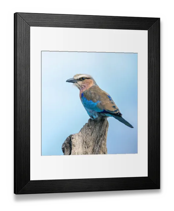 Framed Print : Lilac Breasted Roller close Up Perched on Stump in Serengeti National Park Framed Print : Lilac Breasted Roller close Up Perched on Stump in Serengeti National Park