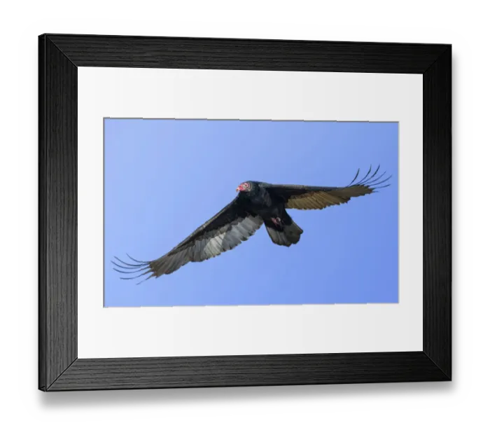 Framed Print : Close Up of Turkey Vulture in Elegant Flight Against Clear Blue Sky