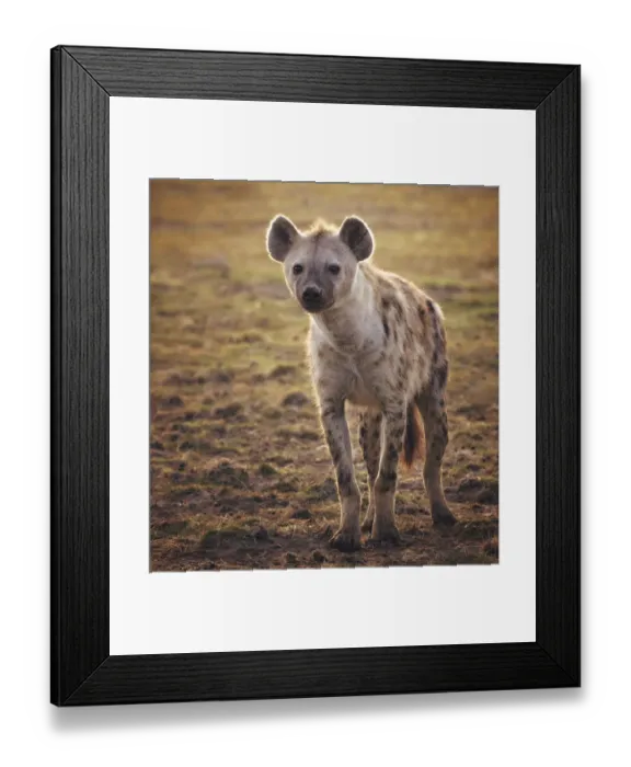 Framed Print : Backlit Portrait of a Hyena in Amboseli Framed Print : Backlit Portrait of a Hyena in Amboseli