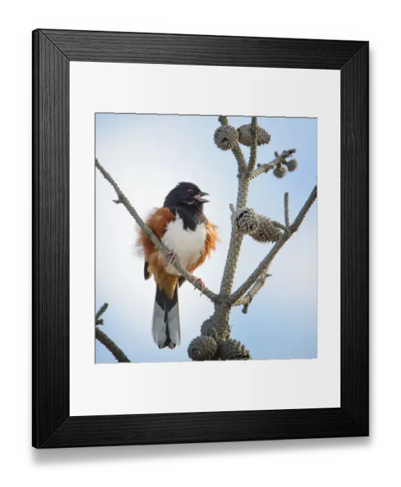 Framed Print : Eastern Towhee in Pines at Fire Island Lighthouse Framed Print : Eastern Towhee in Pines at Fire Island Lighthouse