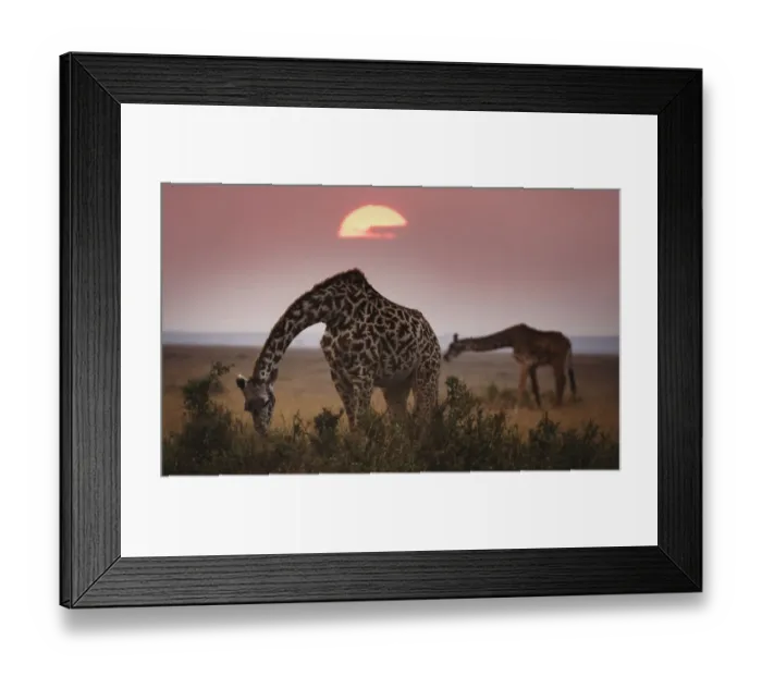 Framed Print : Two Giraffes Against Dark Sky at Masai Mara, Kenya Framed Print : Two Giraffes Against Dark Sky at Masai Mara, Kenya