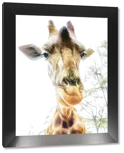 High Key Funny Close Up of Giraffe Leaning In in Nairobi, Kenya