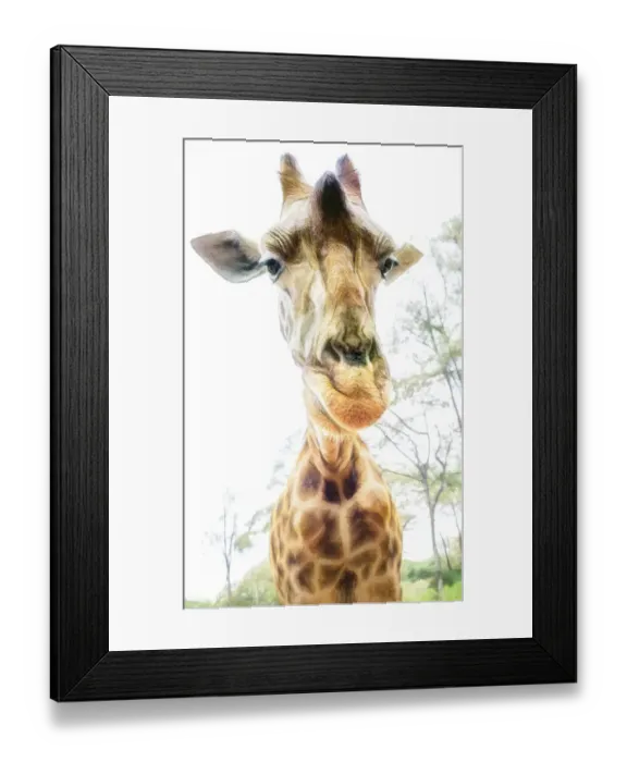 Framed Print : High Key Funny Close Up of Giraffe Leaning In in Nairobi, Kenya Framed Print : High Key Funny Close Up of Giraffe Leaning In in Nairobi, Kenya