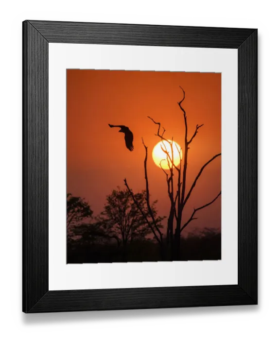 Framed Print : Fish Eagle Taking Off Against Sunrise at Matusadona Park, Zimbabwe