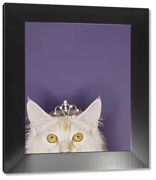 Cat wearing tiara