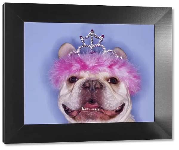 Bulldog wearing tiara